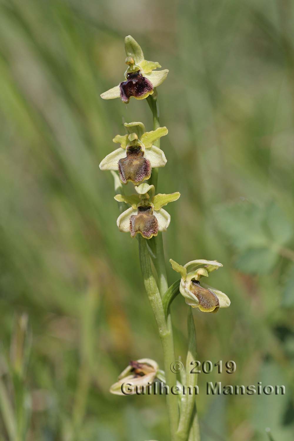 Ophrys aranifera