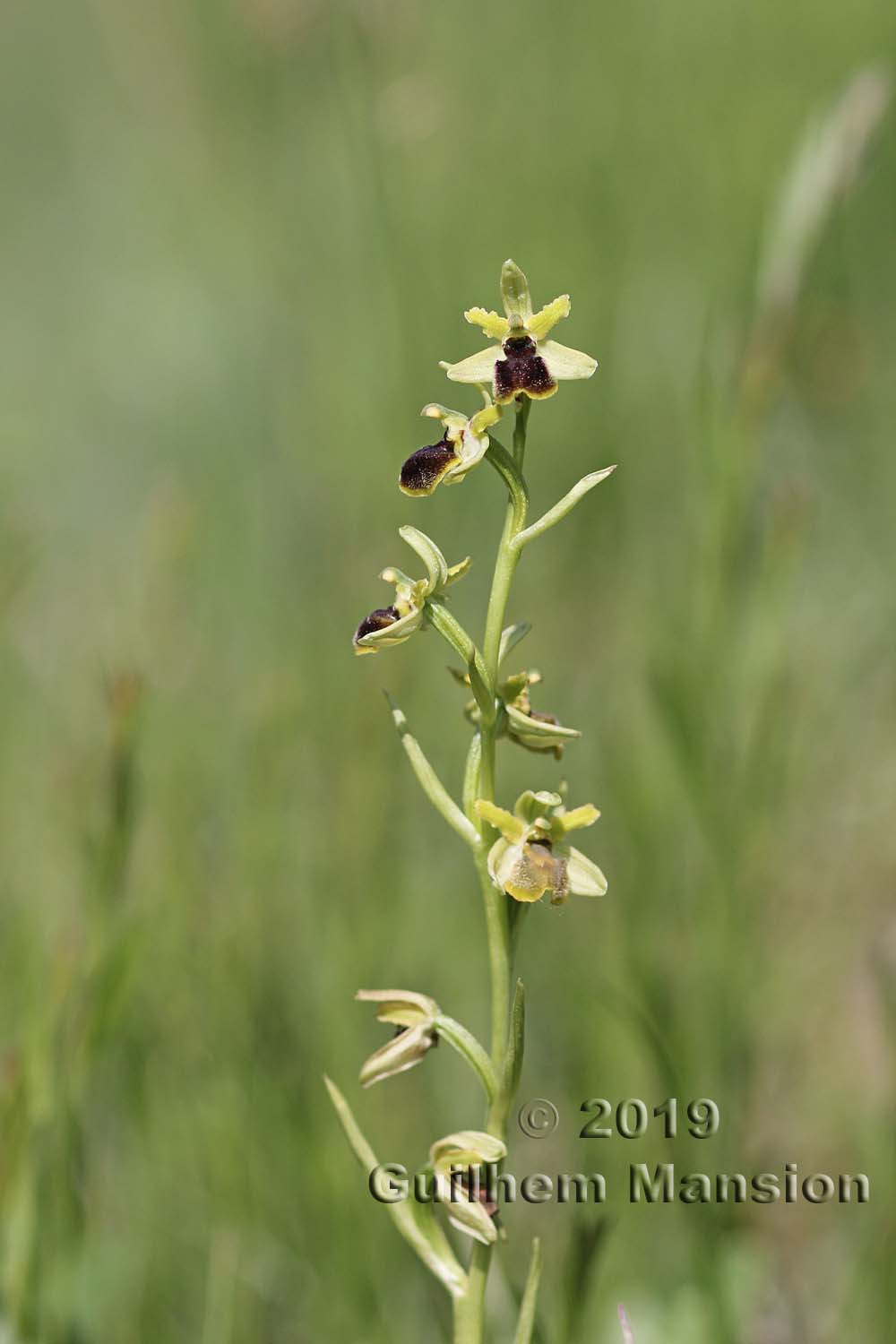 Ophrys aranifera