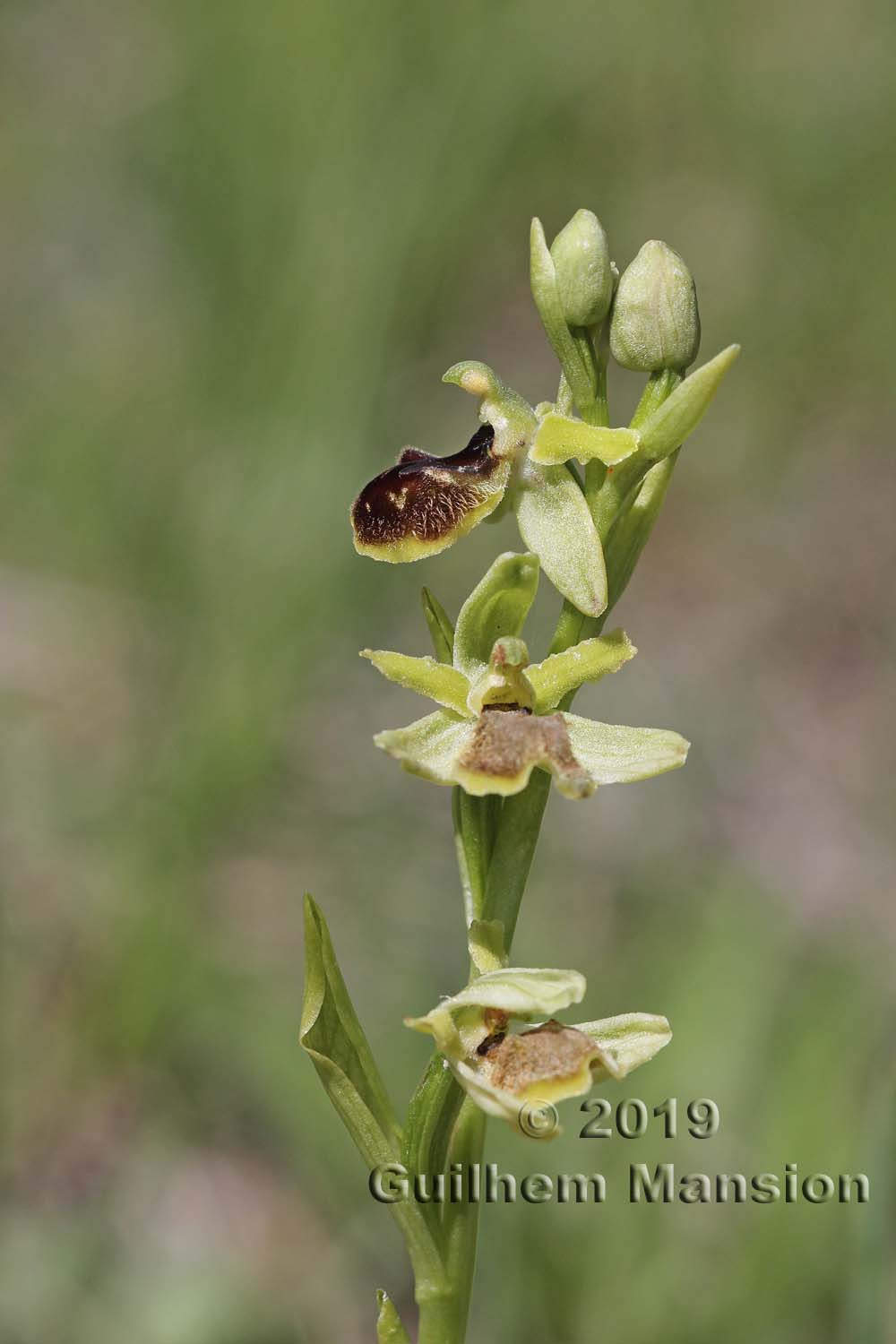 Ophrys aranifera