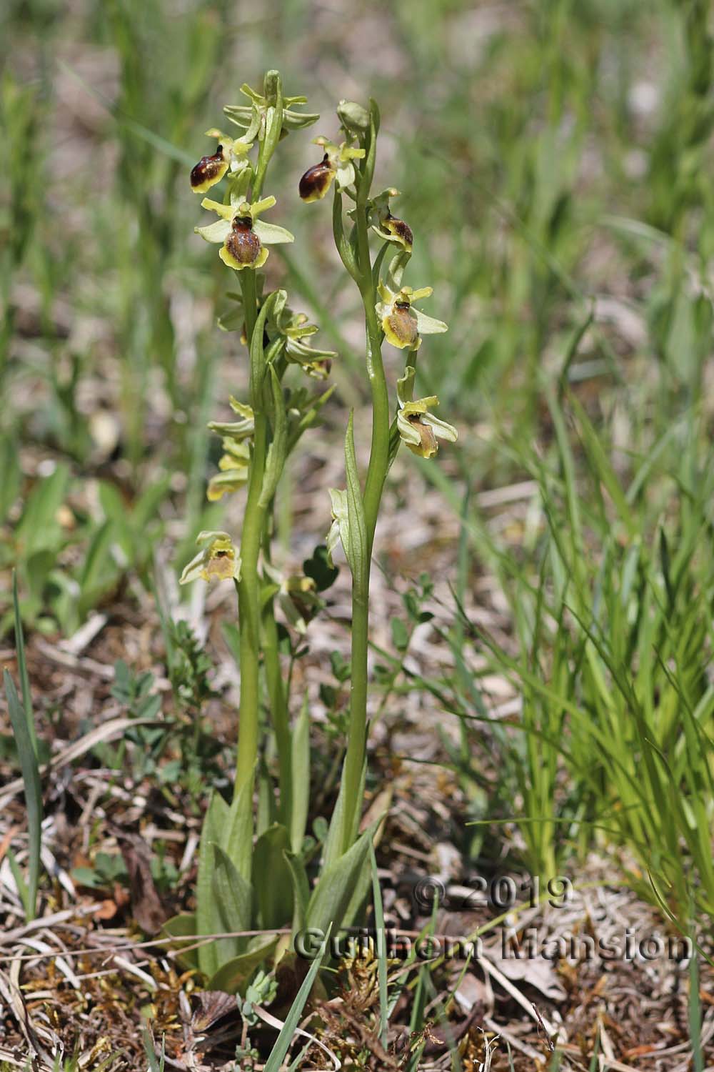 Ophrys aranifera