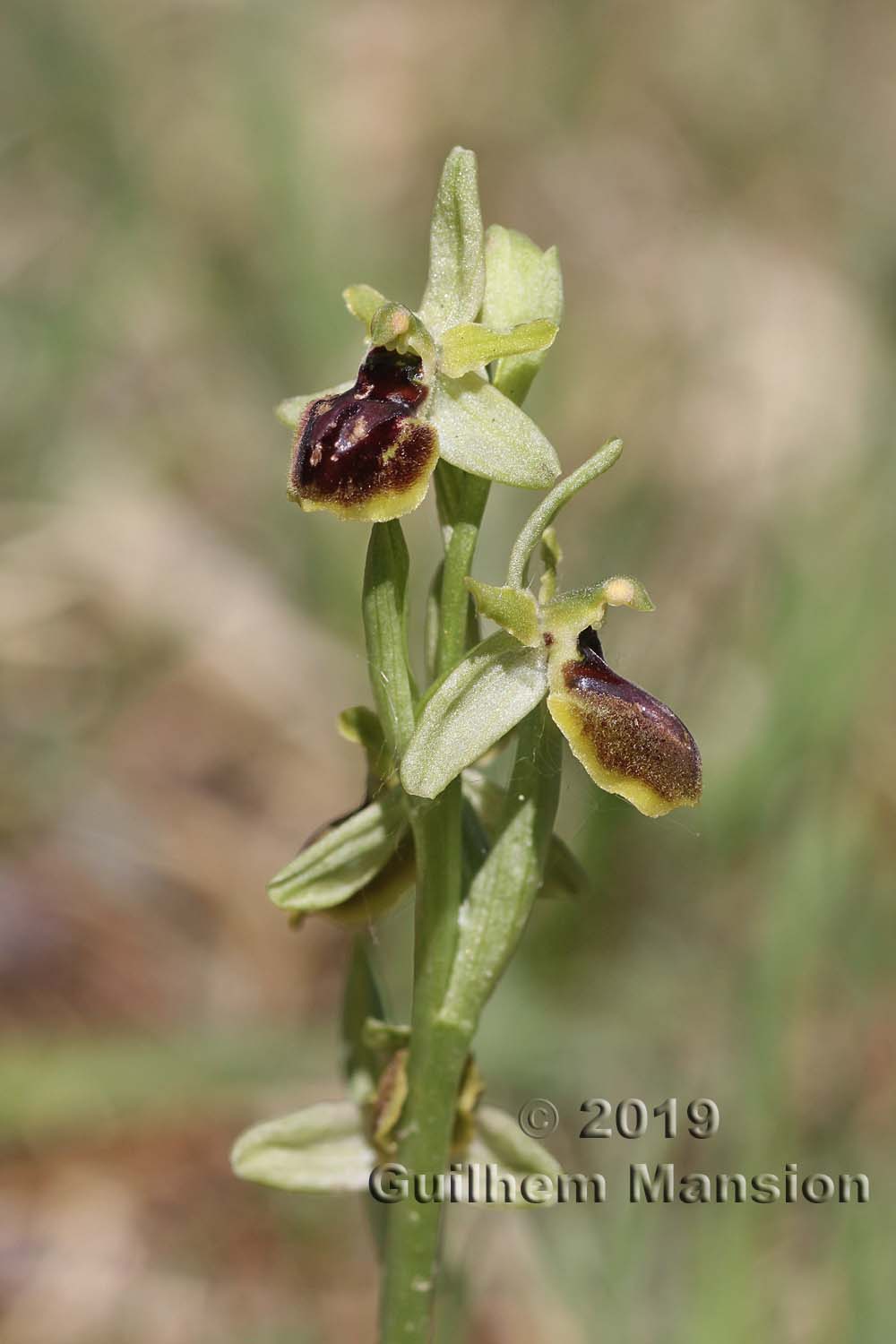 Ophrys aranifera