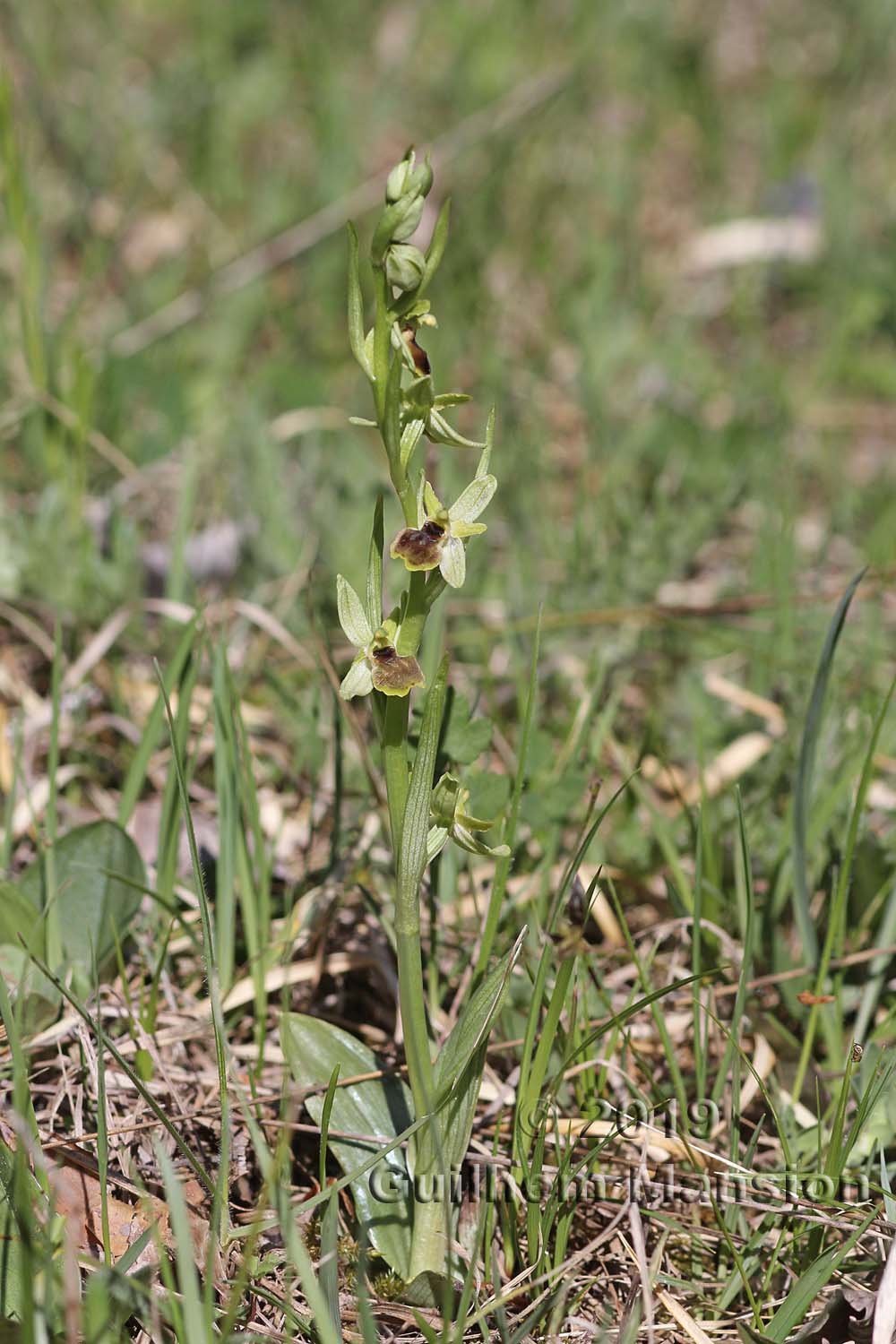 Ophrys aranifera