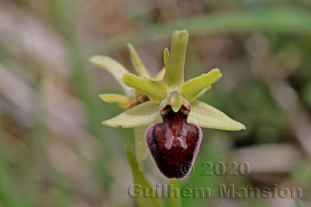 Ophrys aranifera