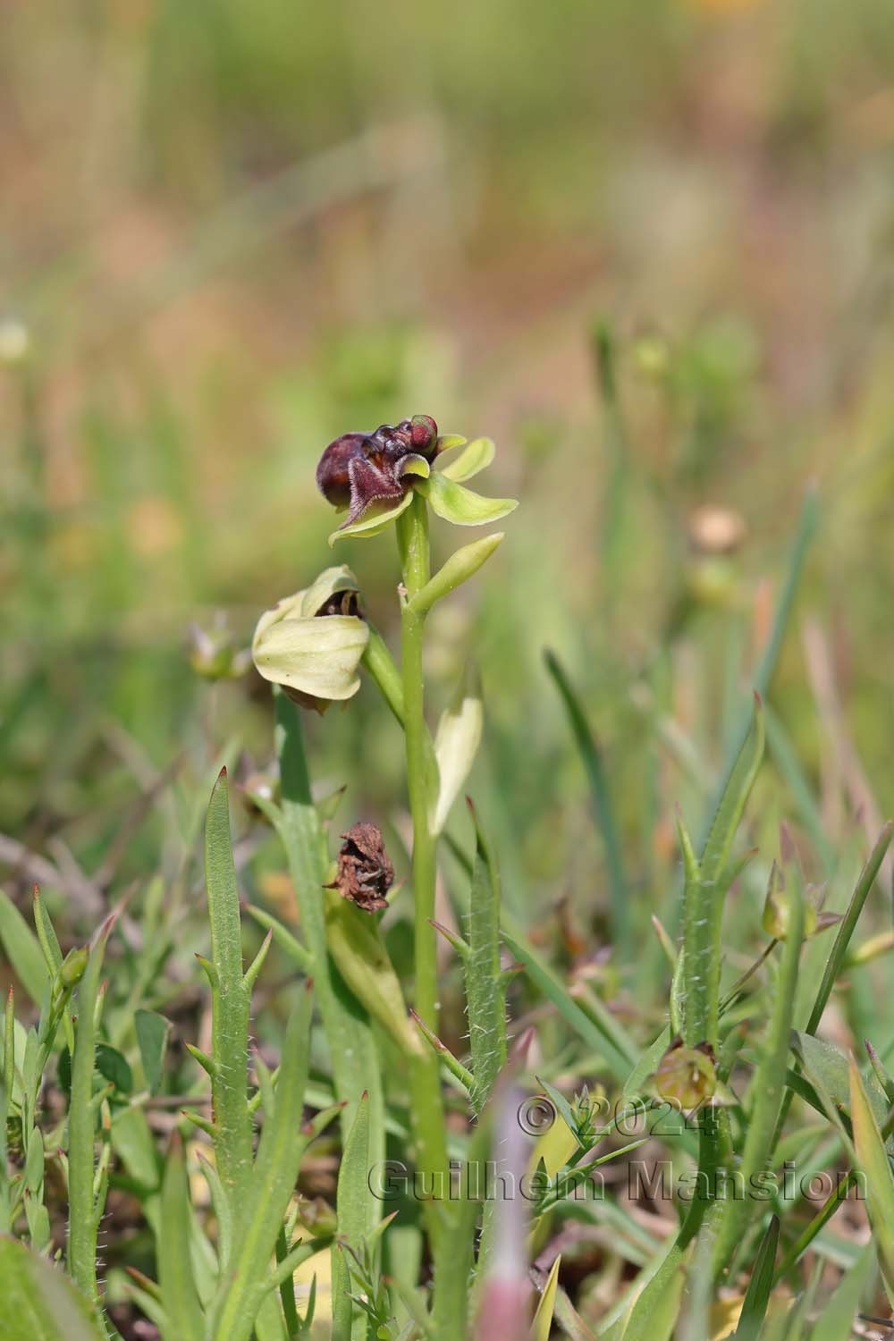 Ophrys bombyliflora