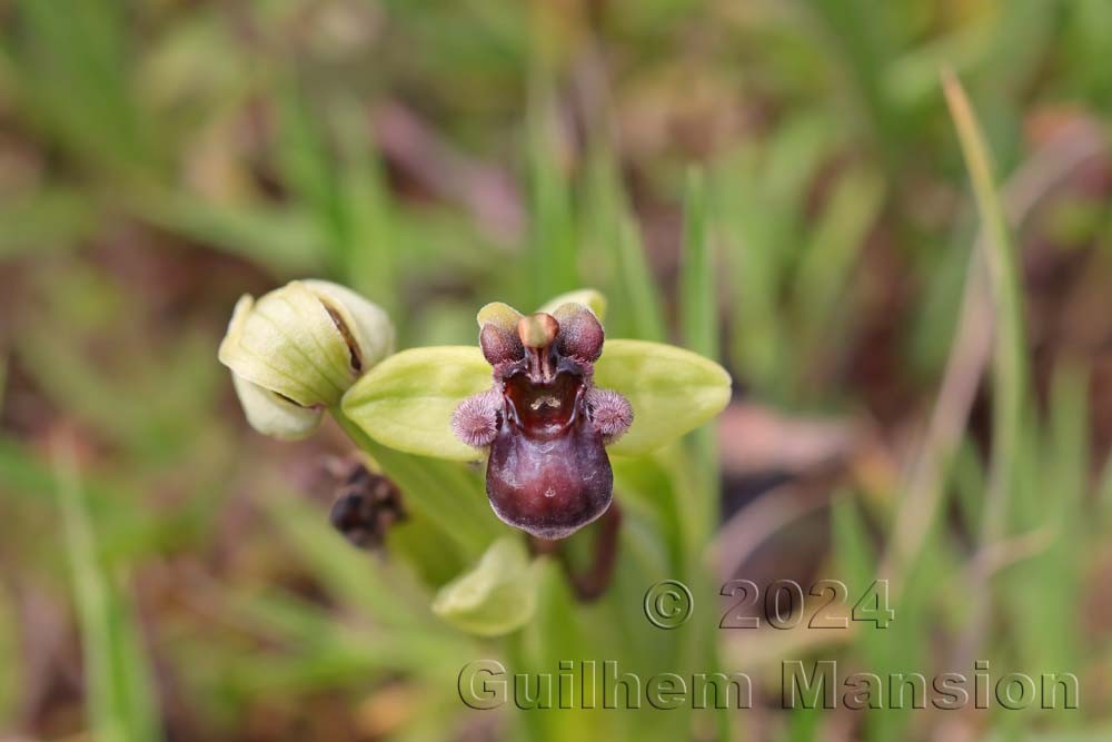 Ophrys bombyliflora