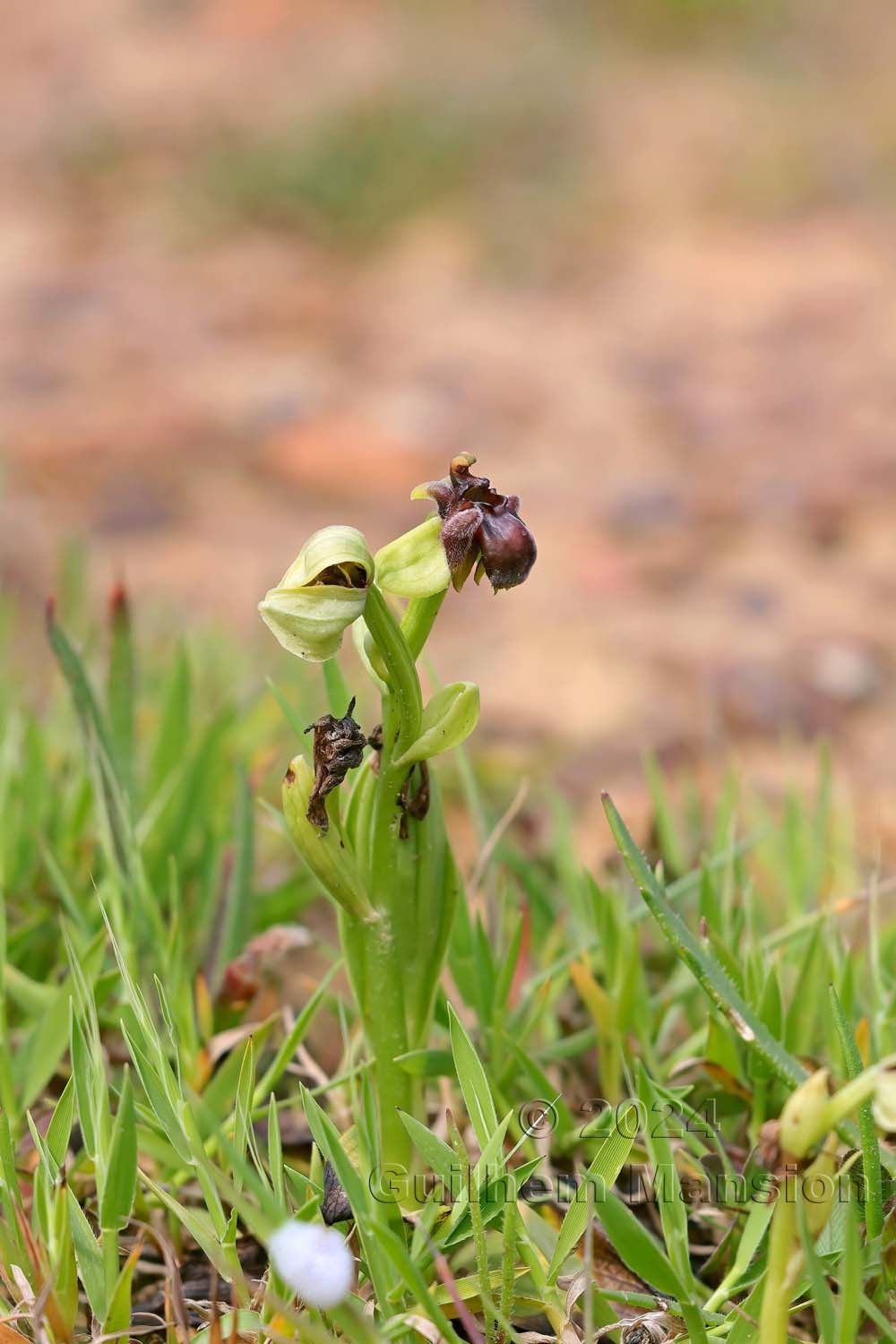 Ophrys bombyliflora