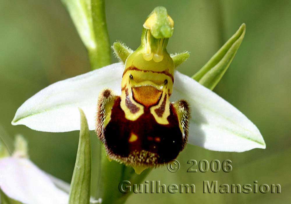 Ophrys bornmuelleri