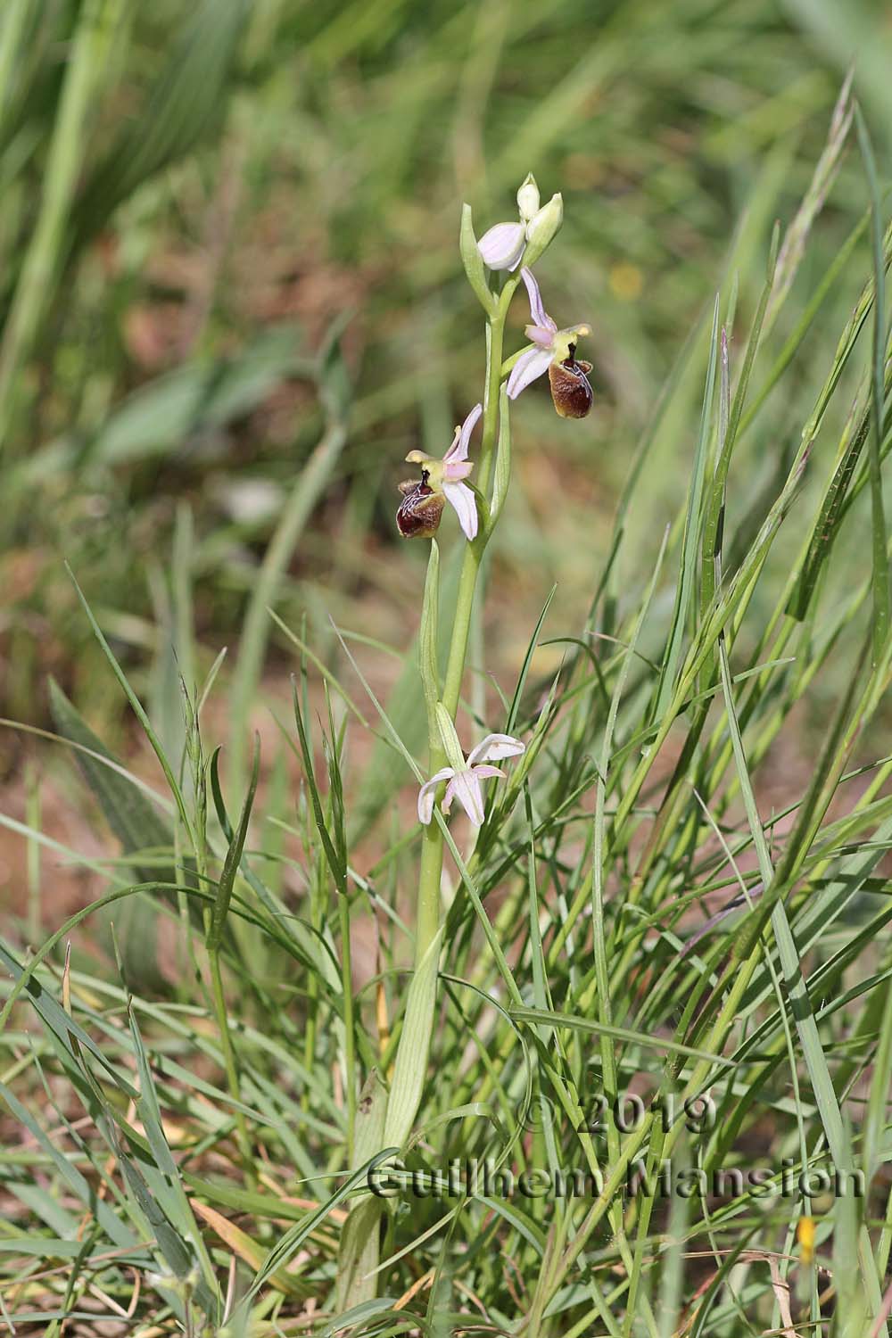 Ophrys exaltata