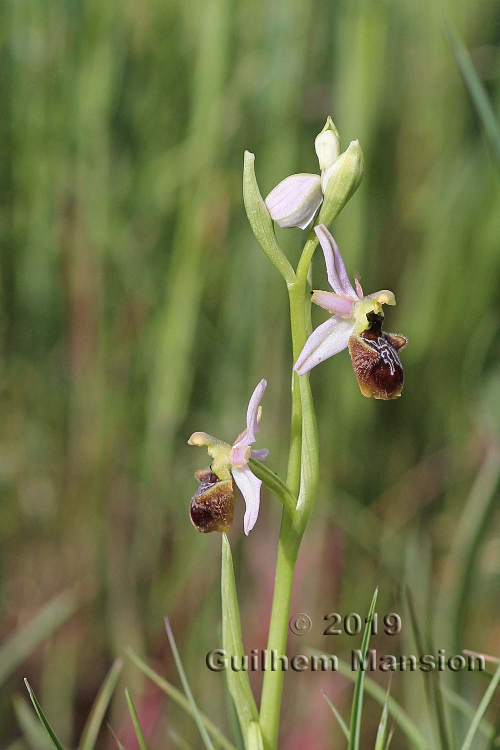 Ophrys exaltata