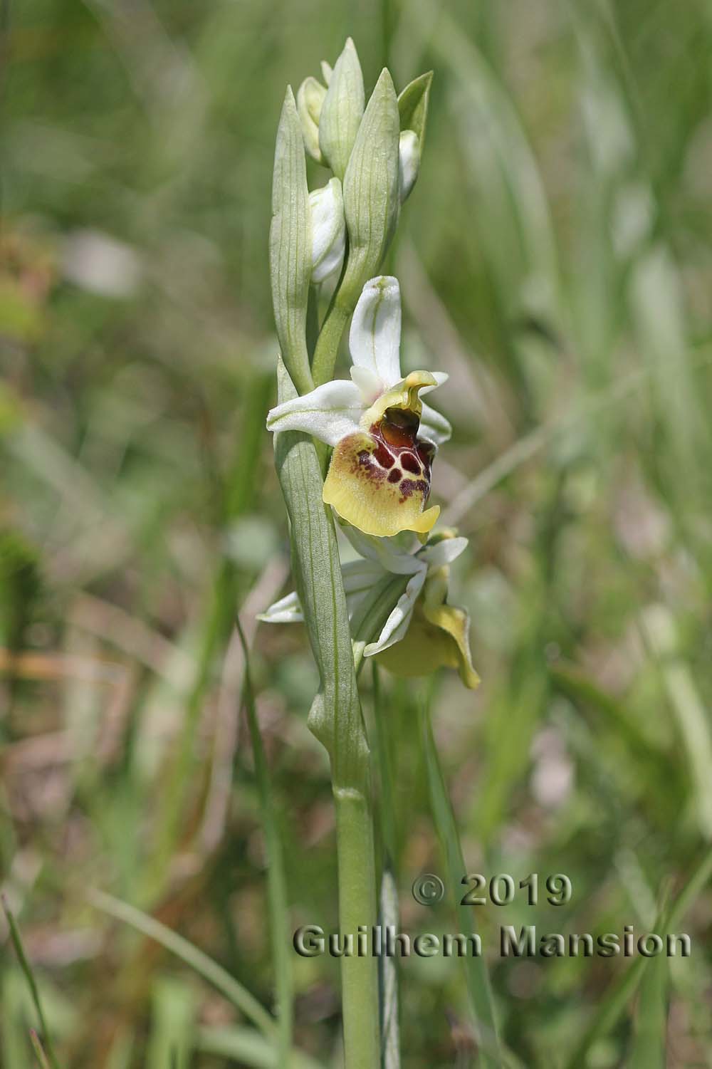 Ophrys fuciflora