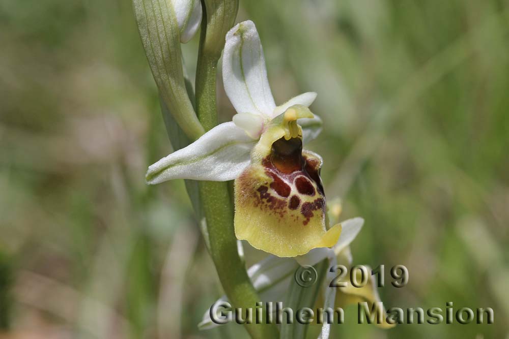 Ophrys fuciflora