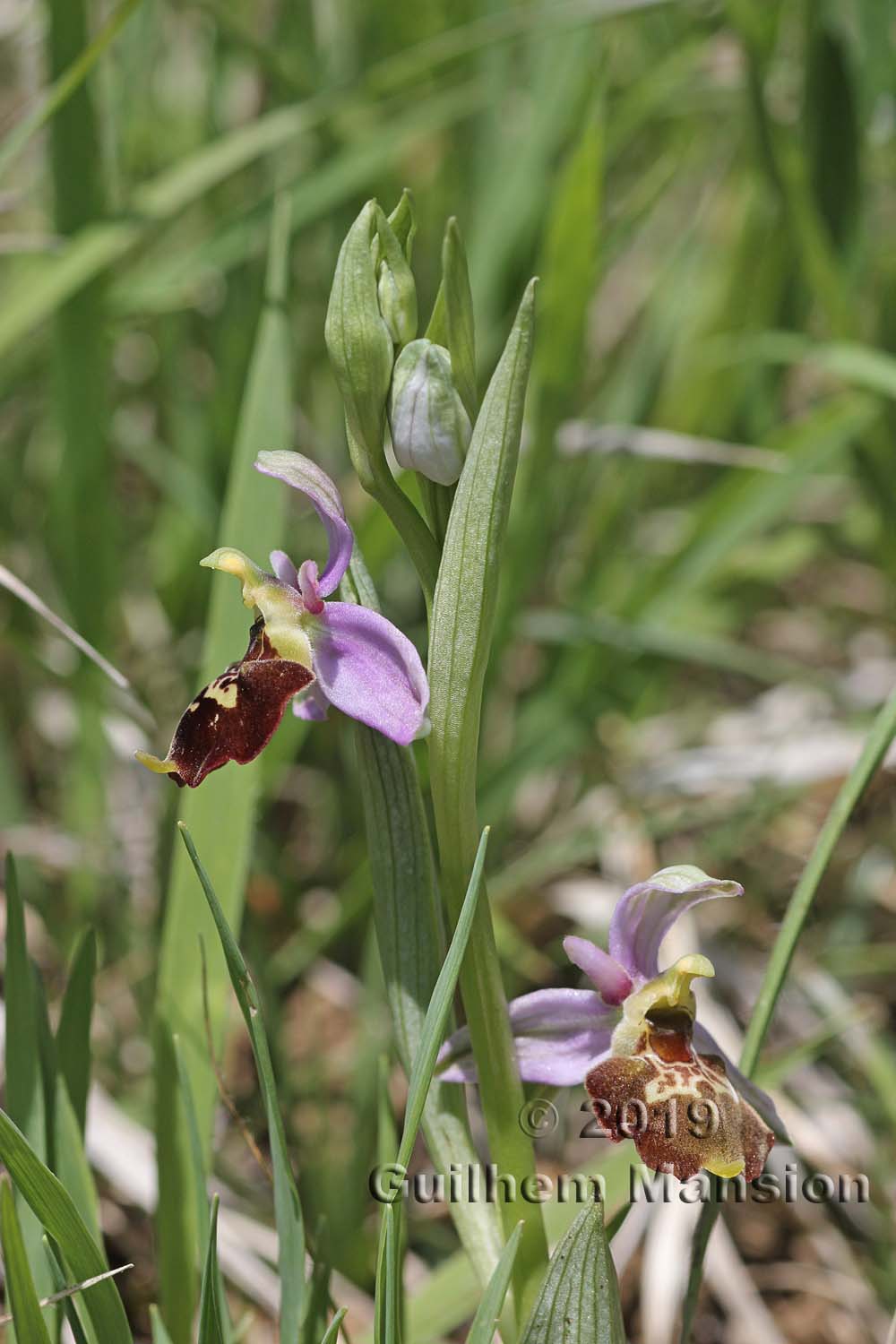 Ophrys fuciflora