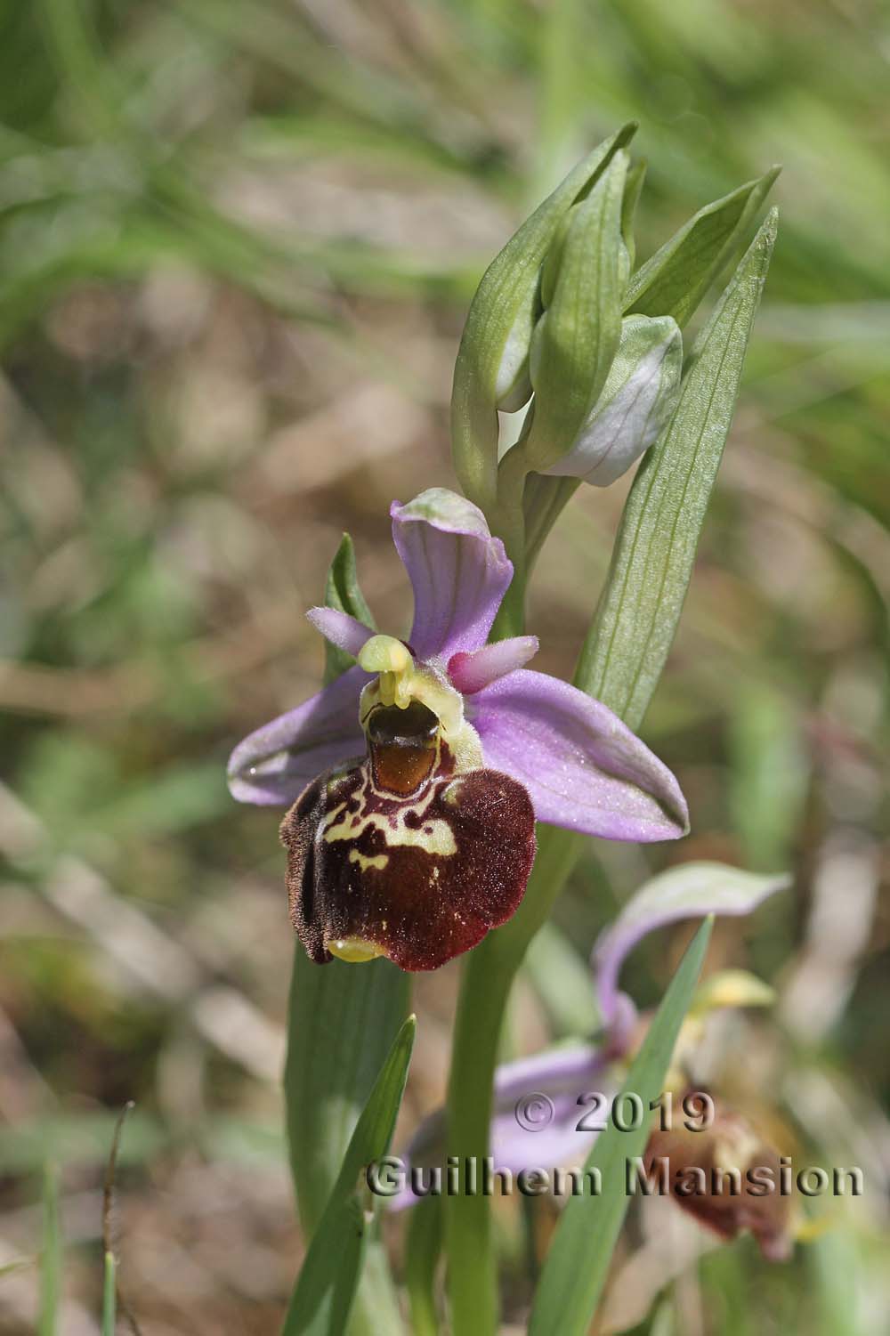 Ophrys fuciflora