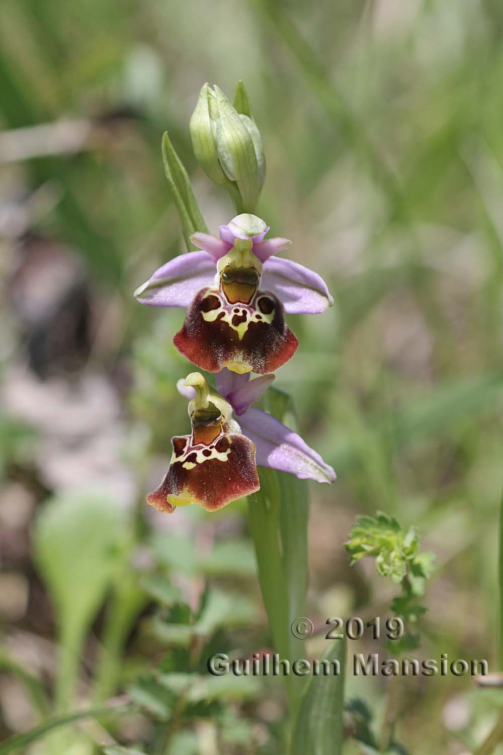 Ophrys fuciflora