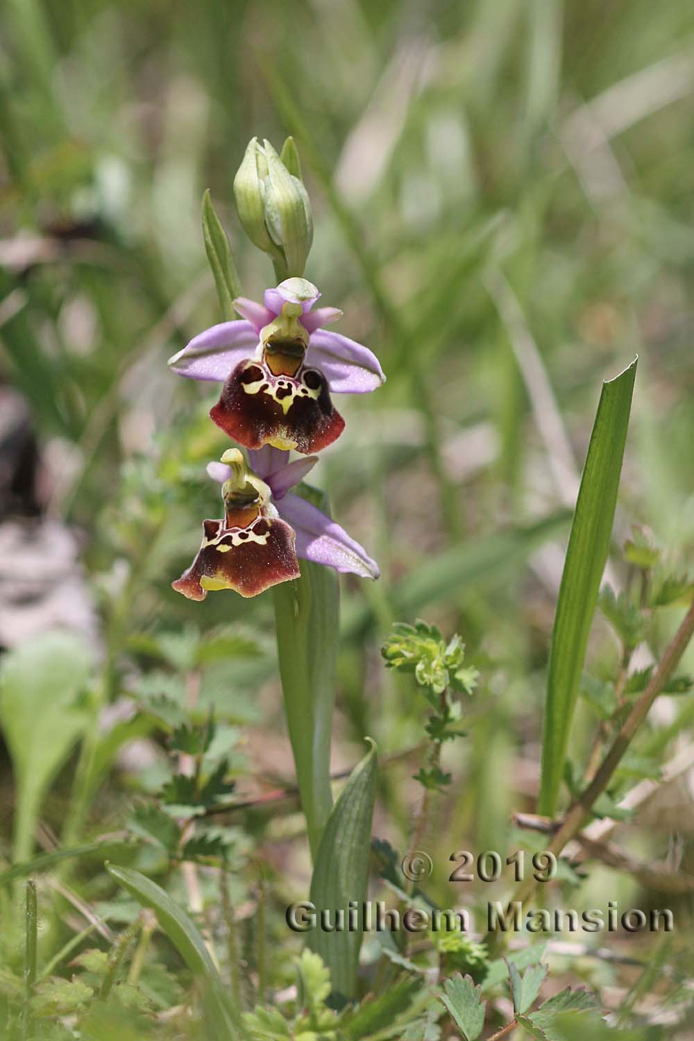 Ophrys fuciflora