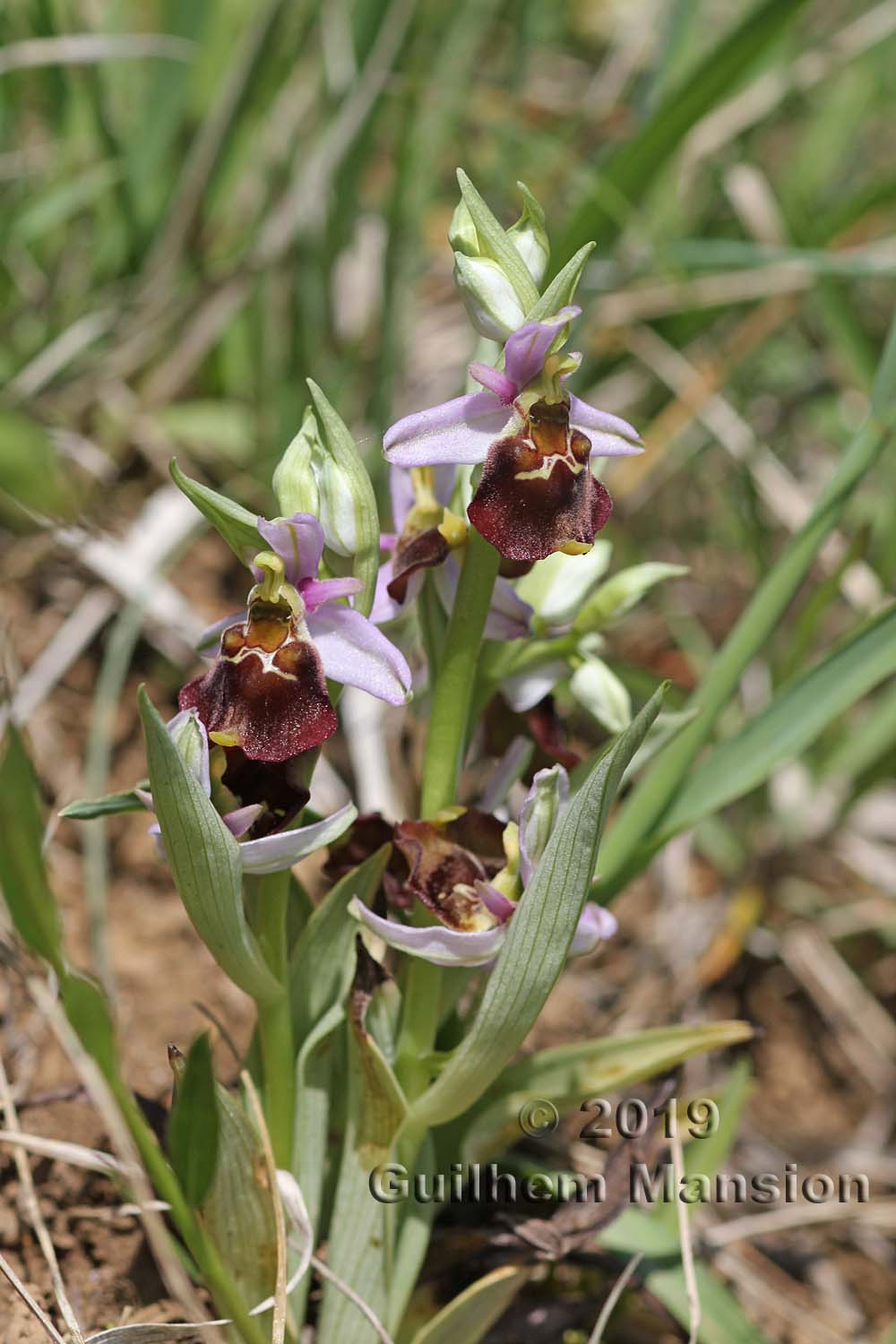 Ophrys fuciflora