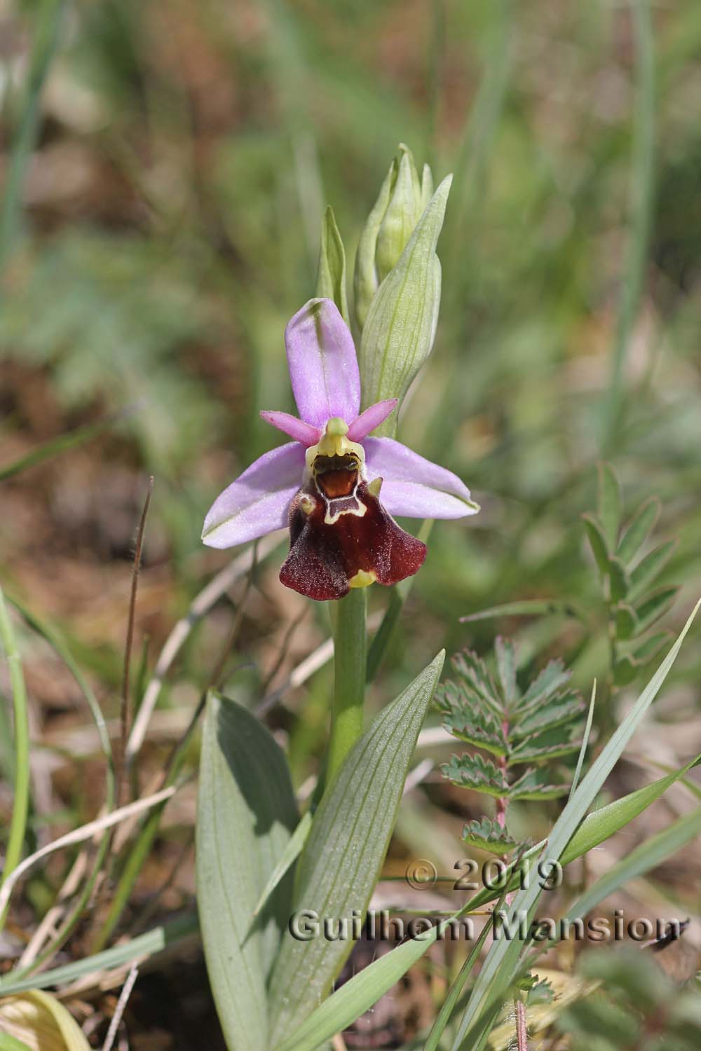 Ophrys fuciflora