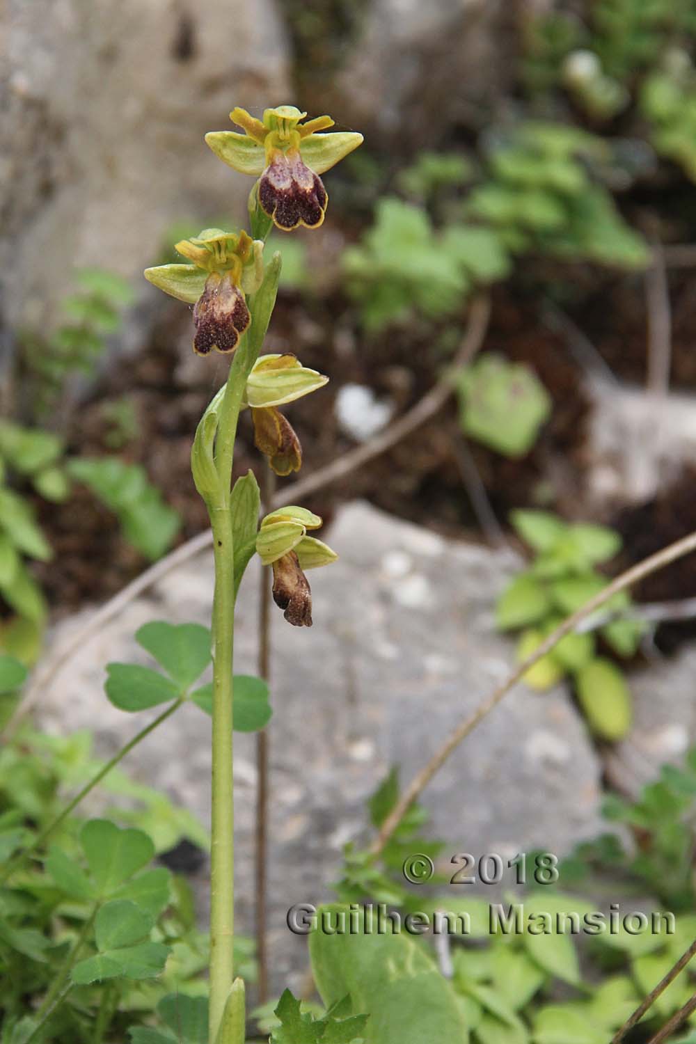 Ophrys fusca