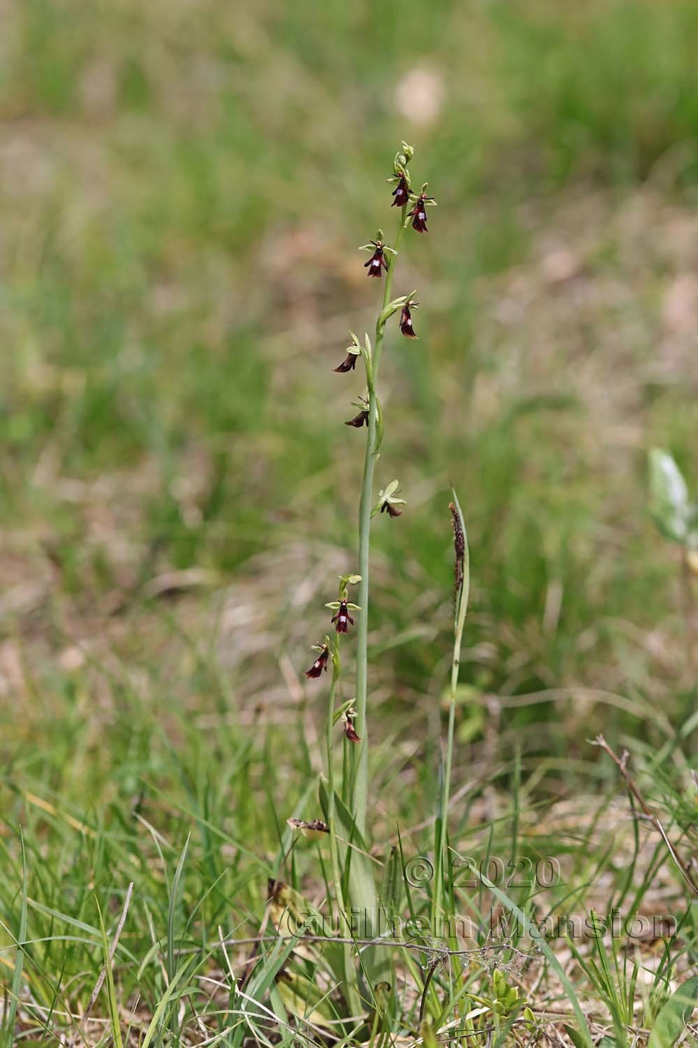 Ophrys insectifera