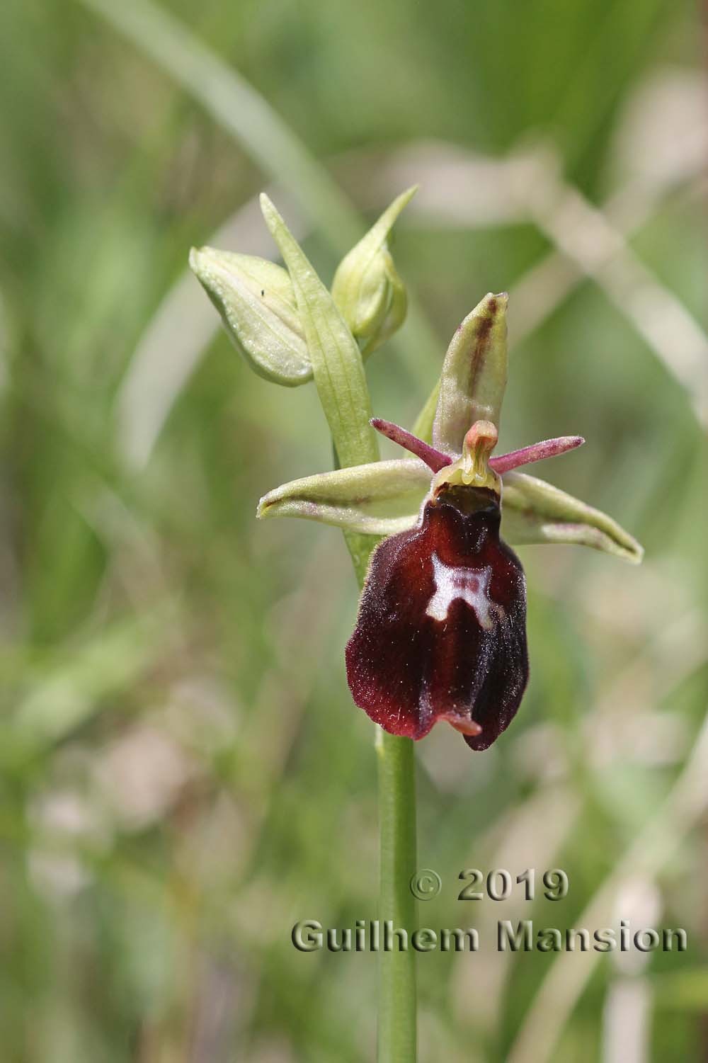 Ophrys insectifera