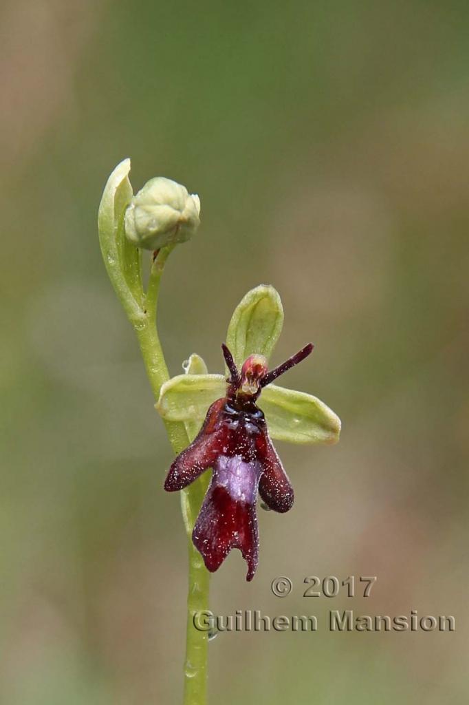 Ophrys insectifera