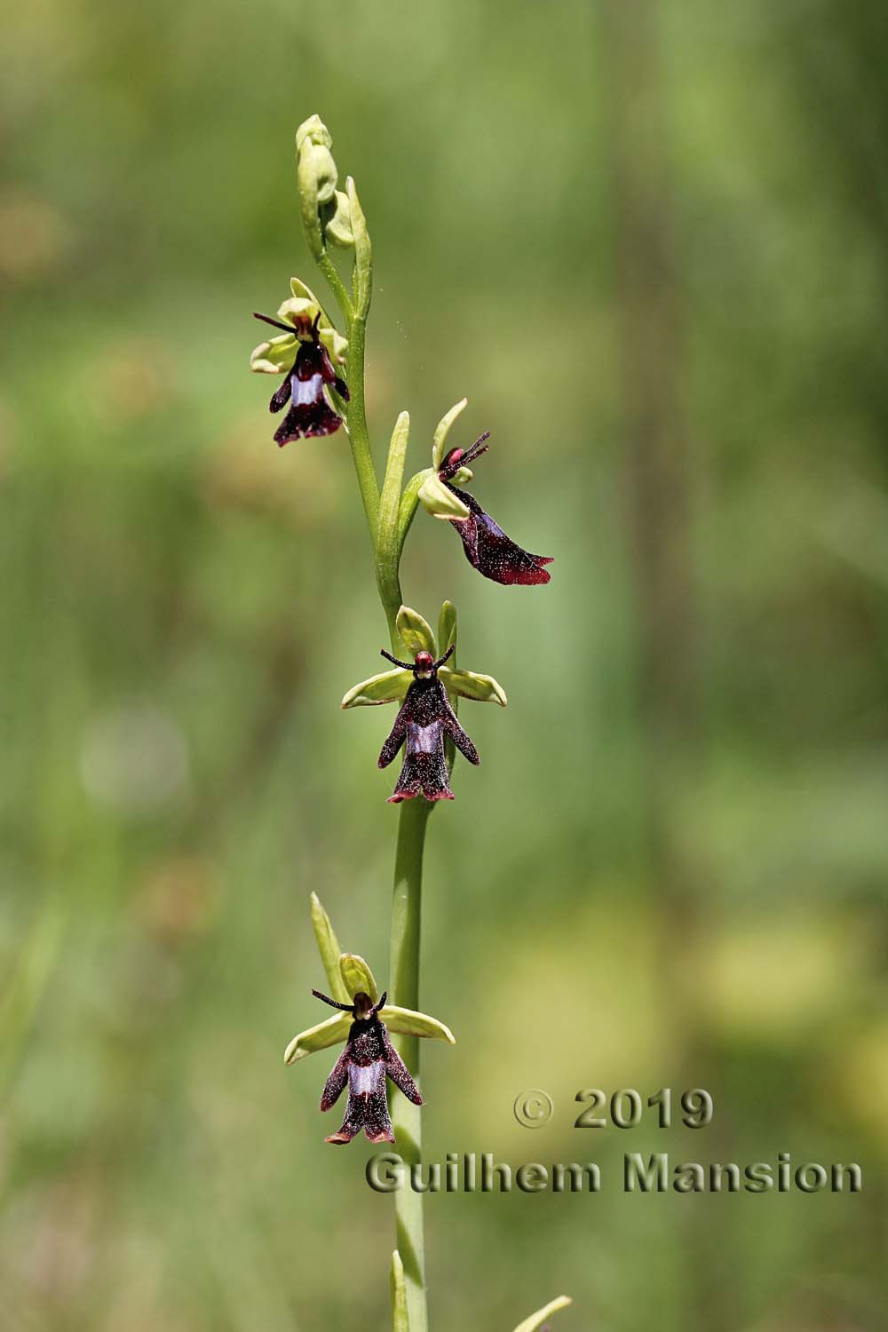 Ophrys insectifera