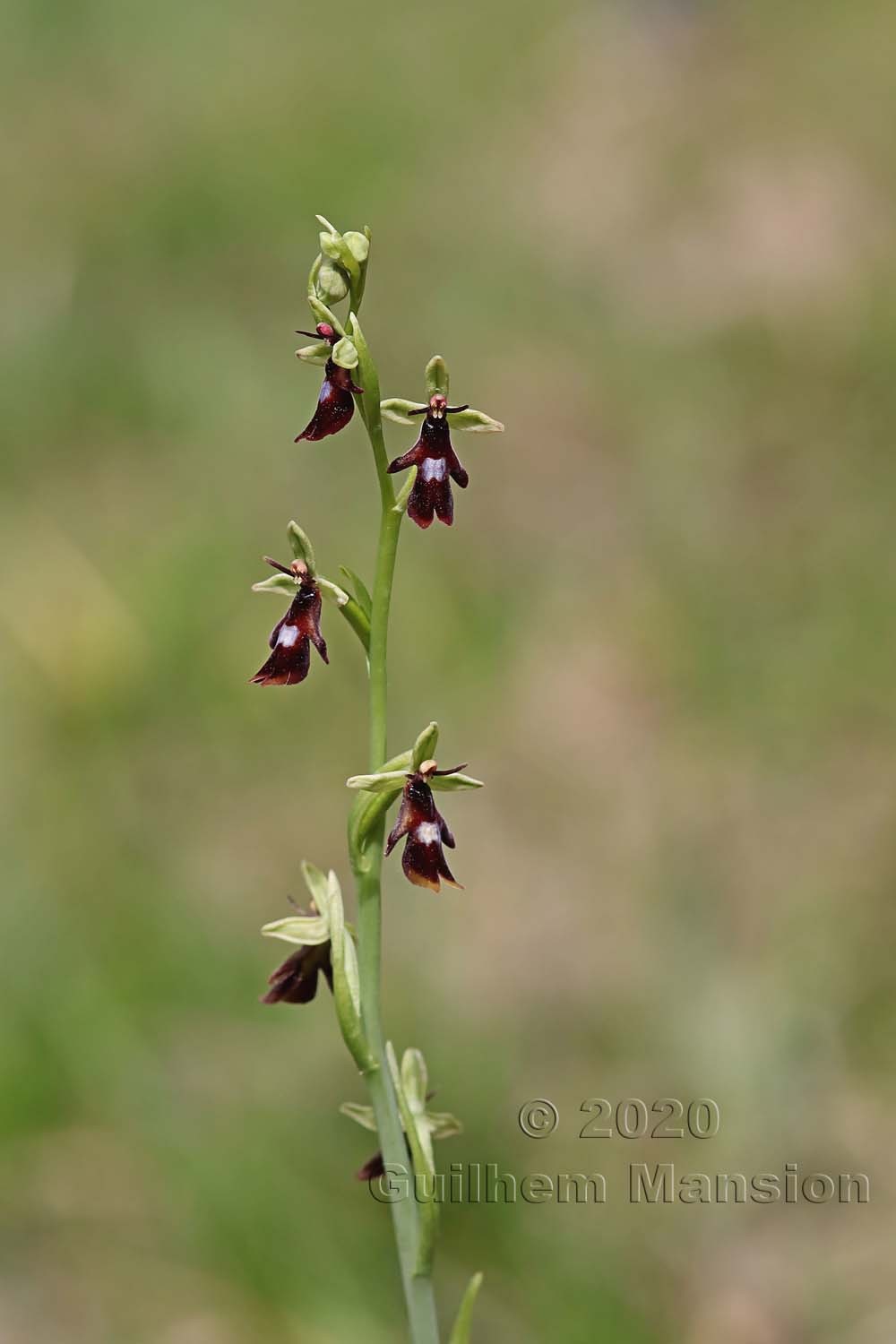 Ophrys insectifera