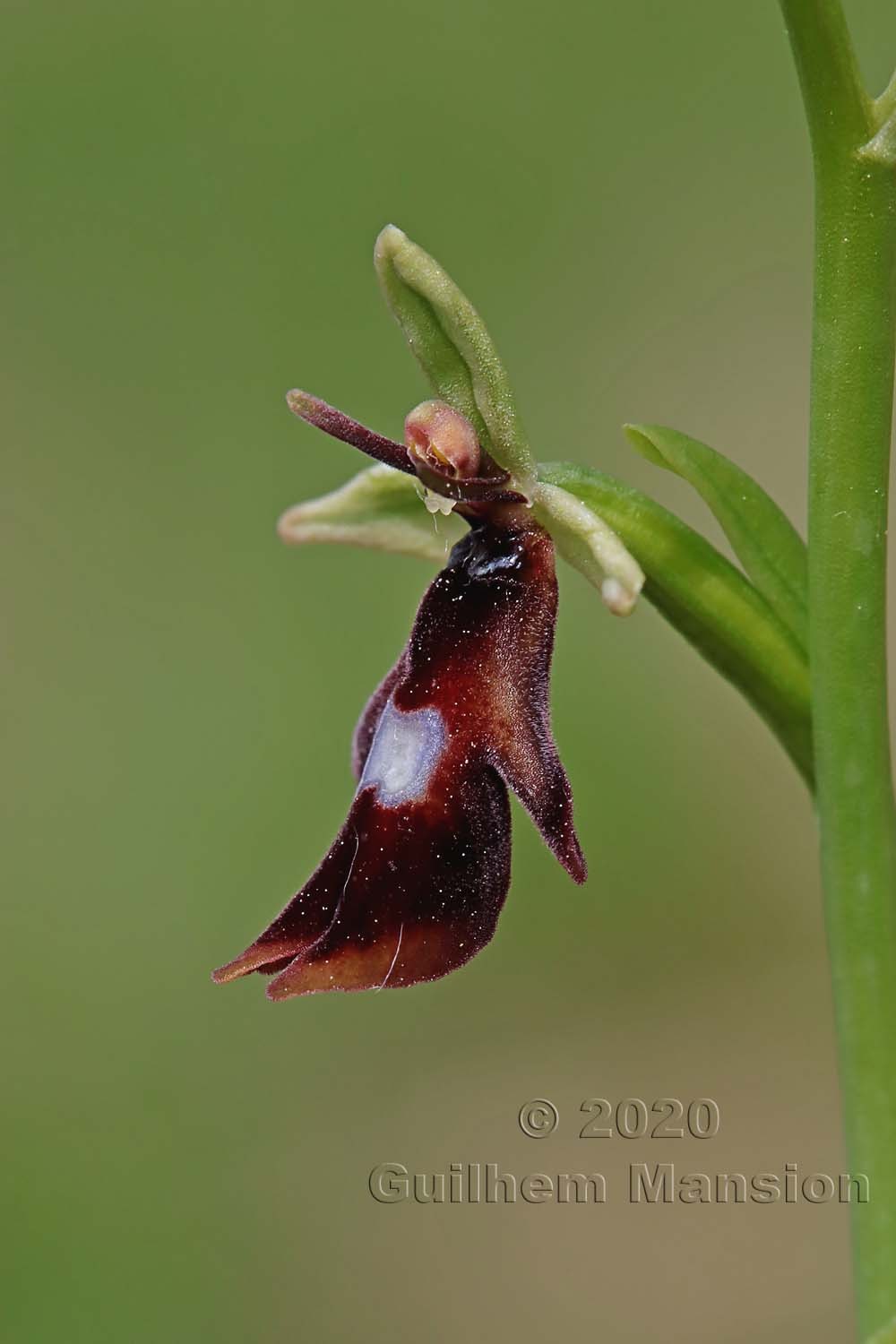 Ophrys insectifera