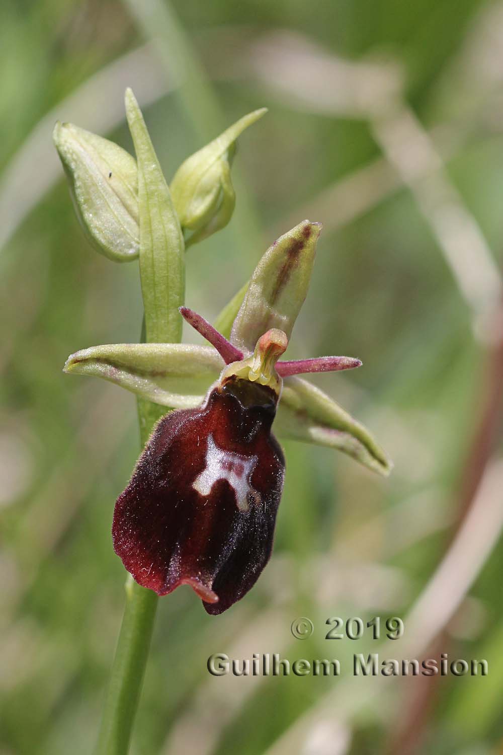 Ophrys insectifera