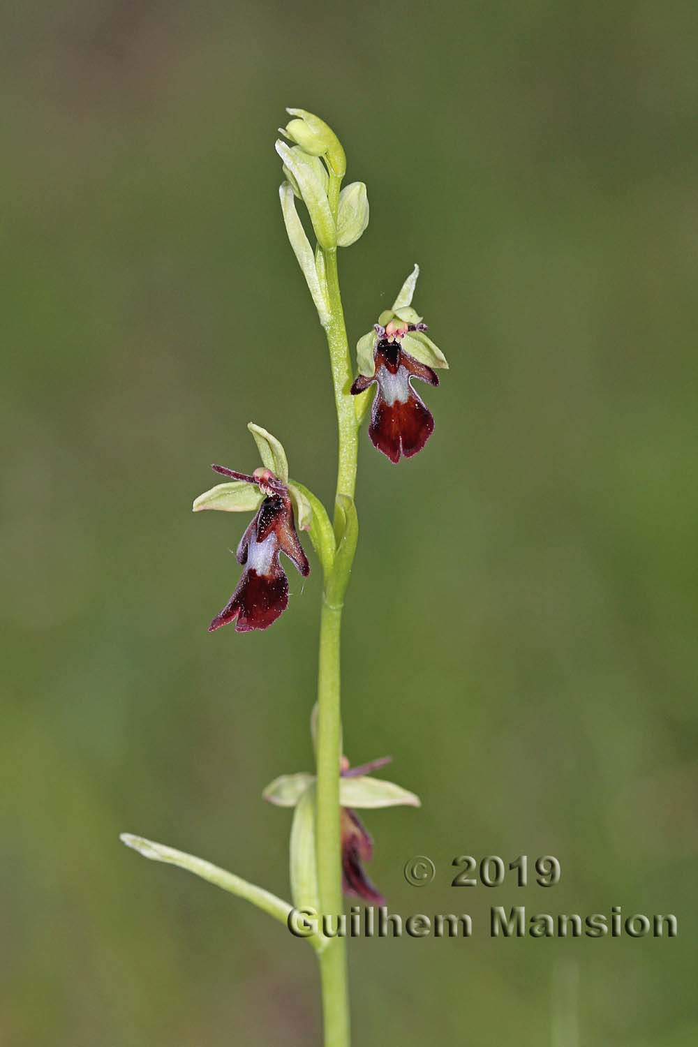 Ophrys insectifera