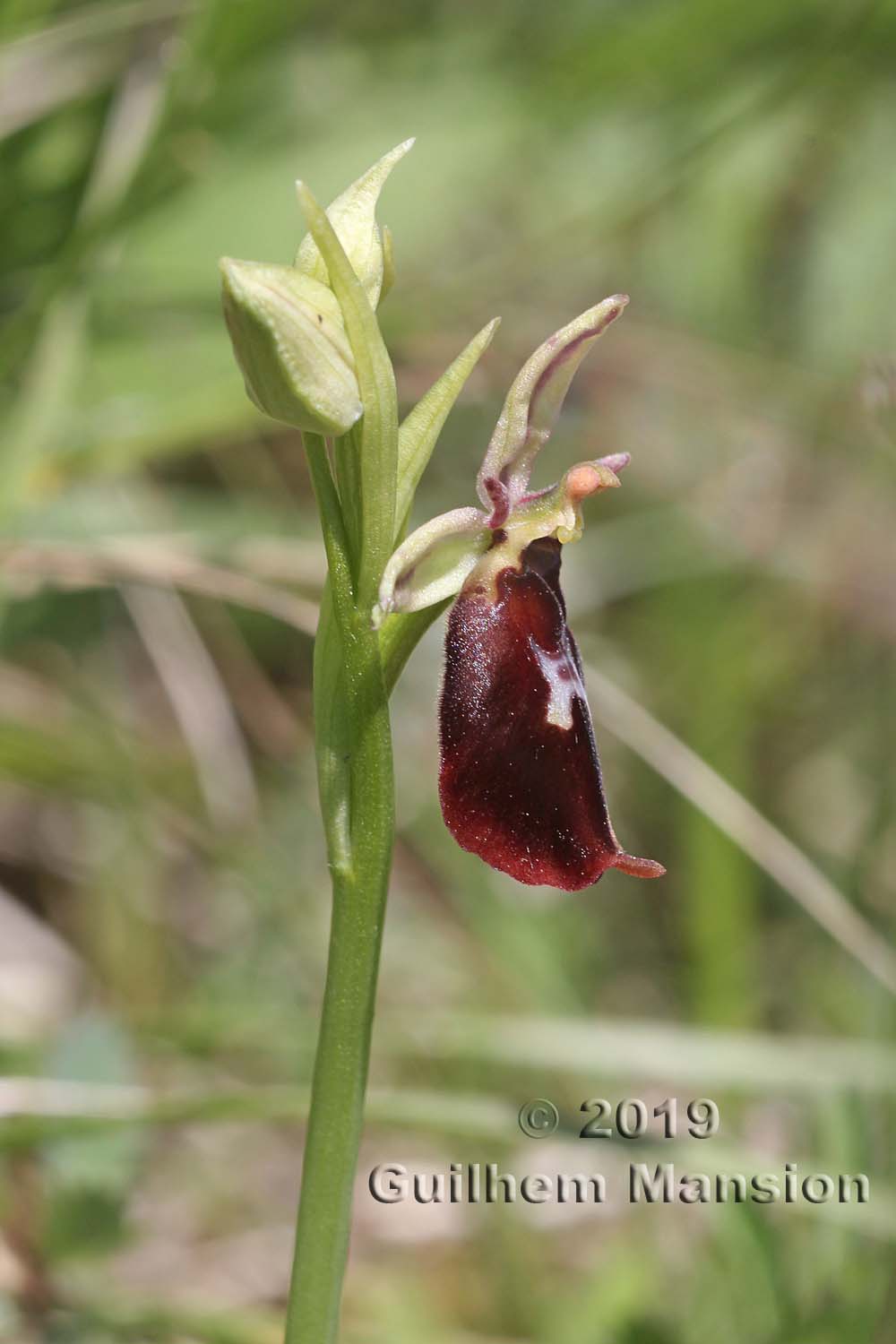 Ophrys insectifera