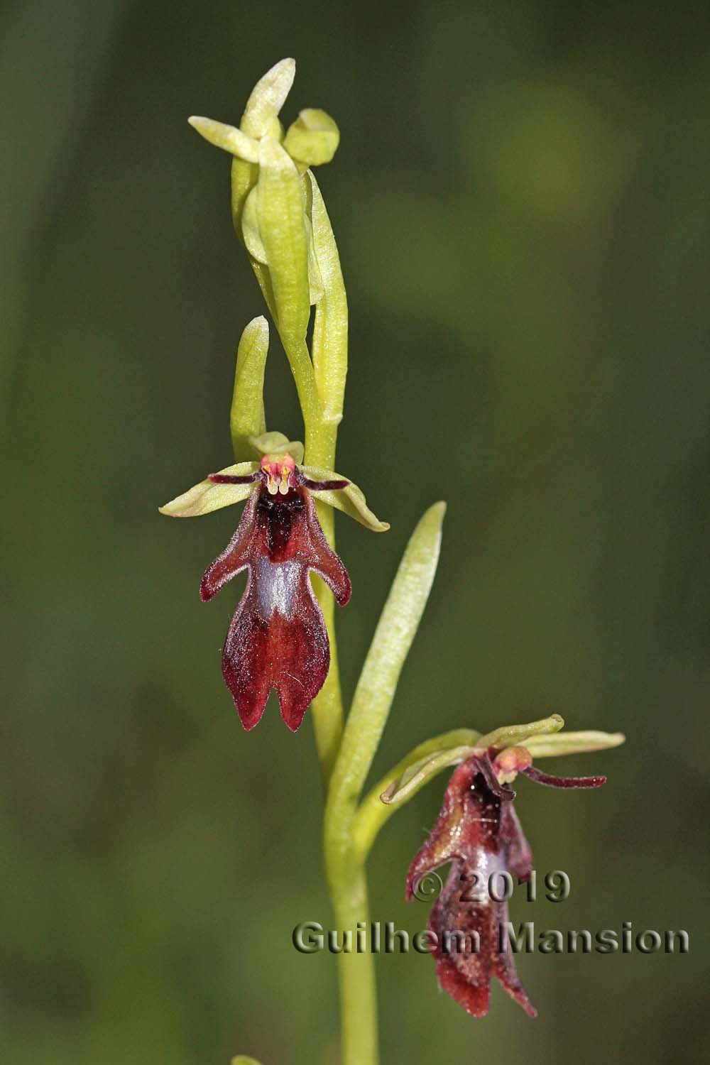 Ophrys insectifera