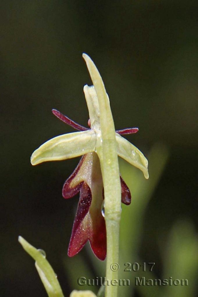 Ophrys insectifera