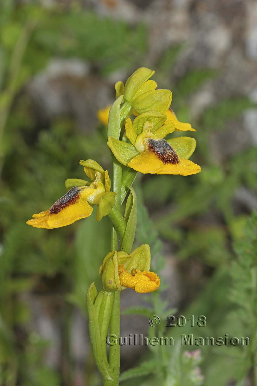 Ophrys lutea