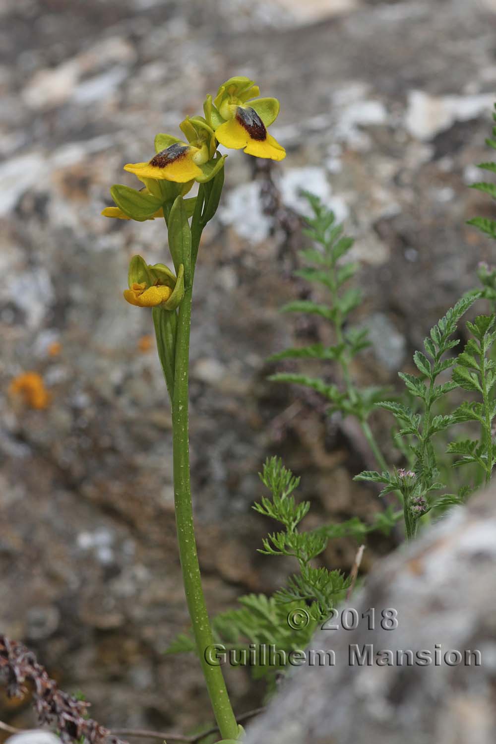 Ophrys lutea