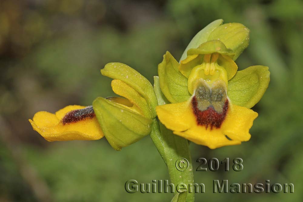 Ophrys lutea