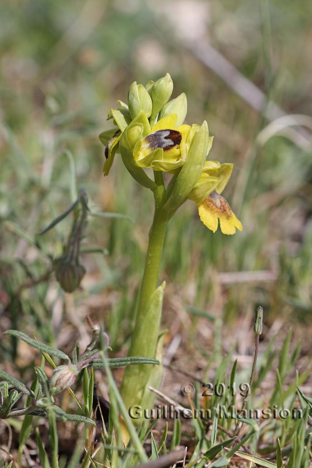 Ophrys lutea