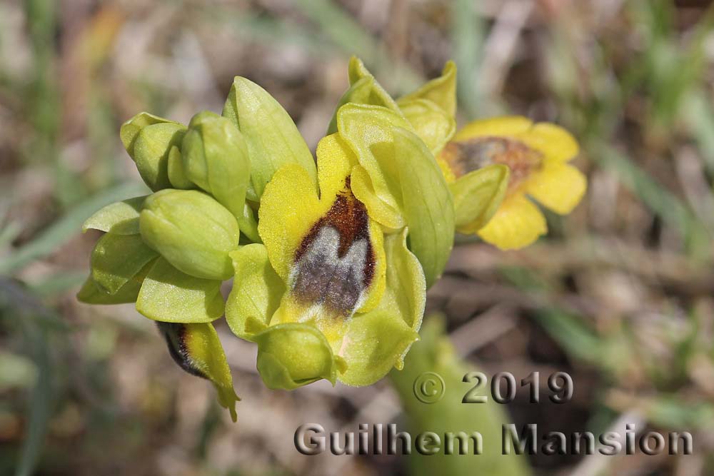 Ophrys lutea