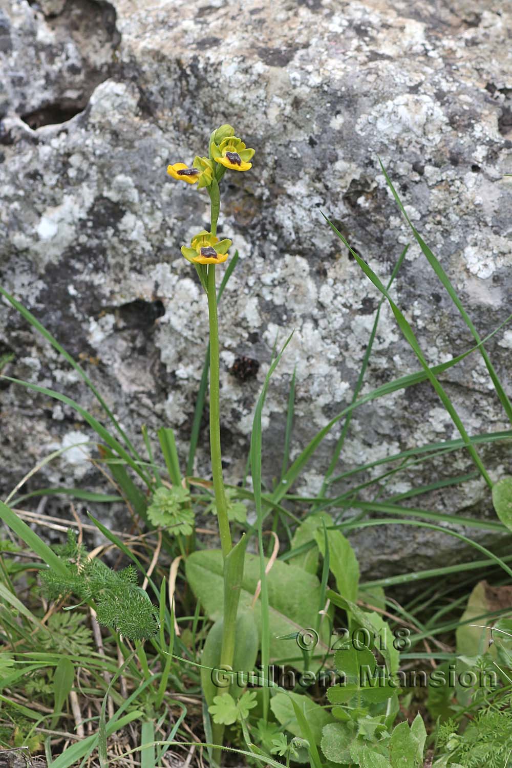 Ophrys lutea