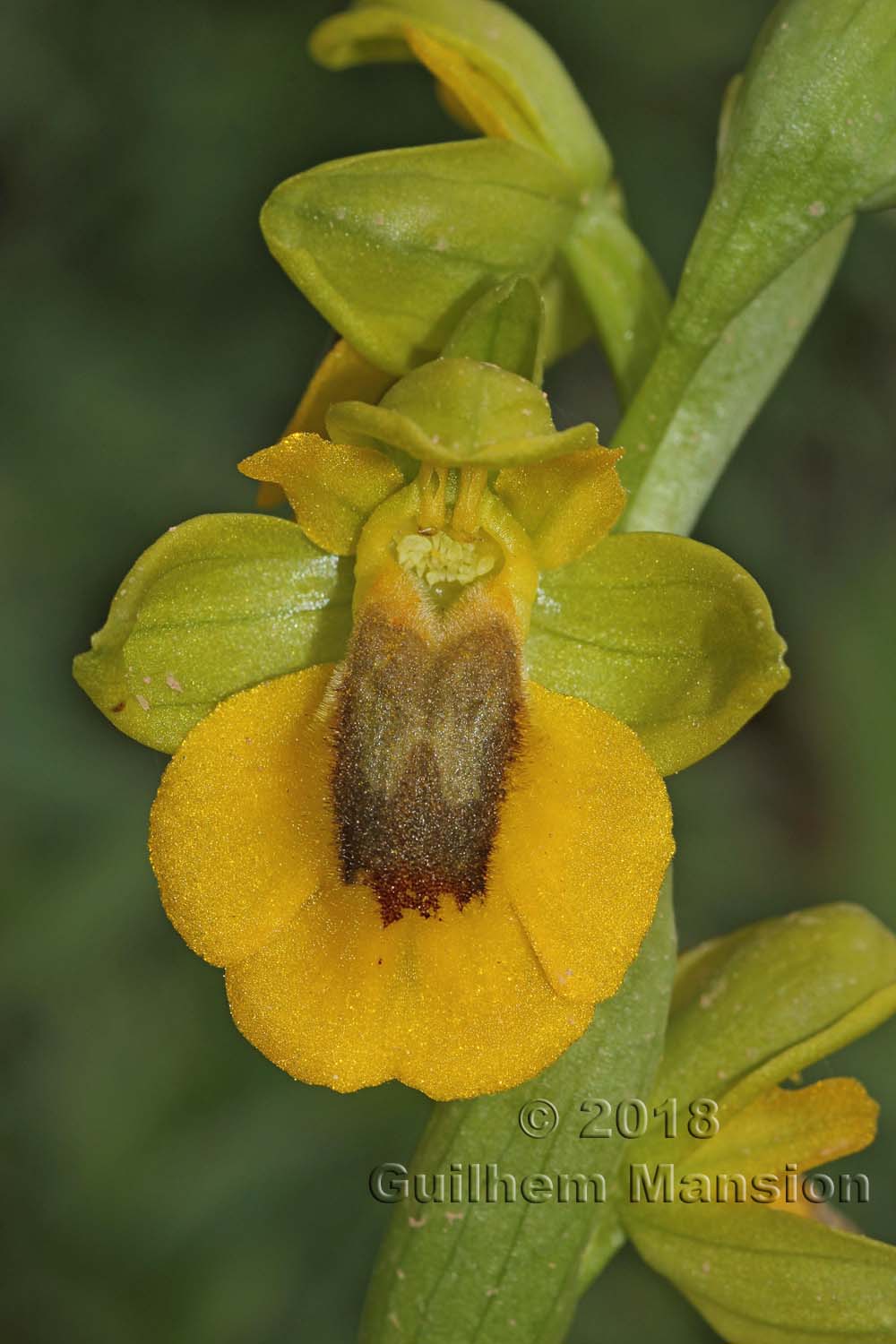 Ophrys lutea