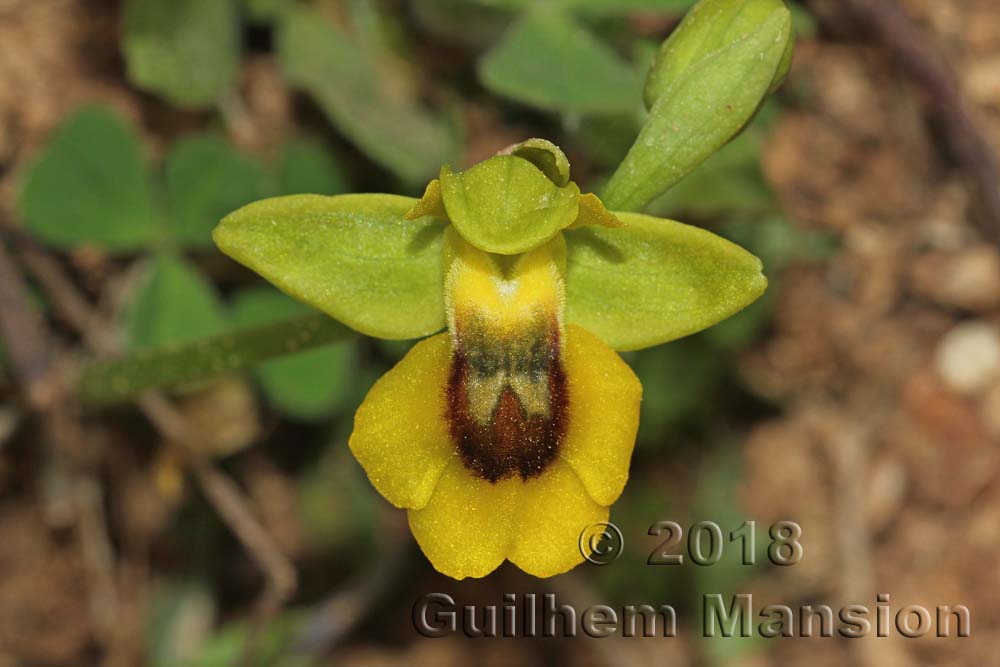 Ophrys lutea