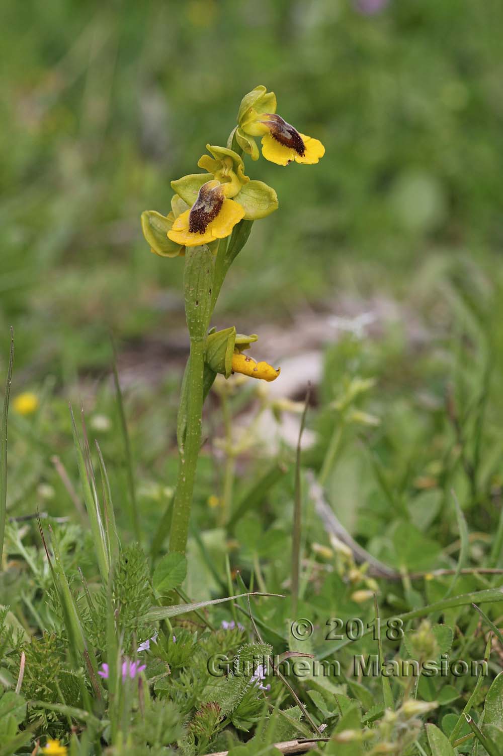 Ophrys lutea