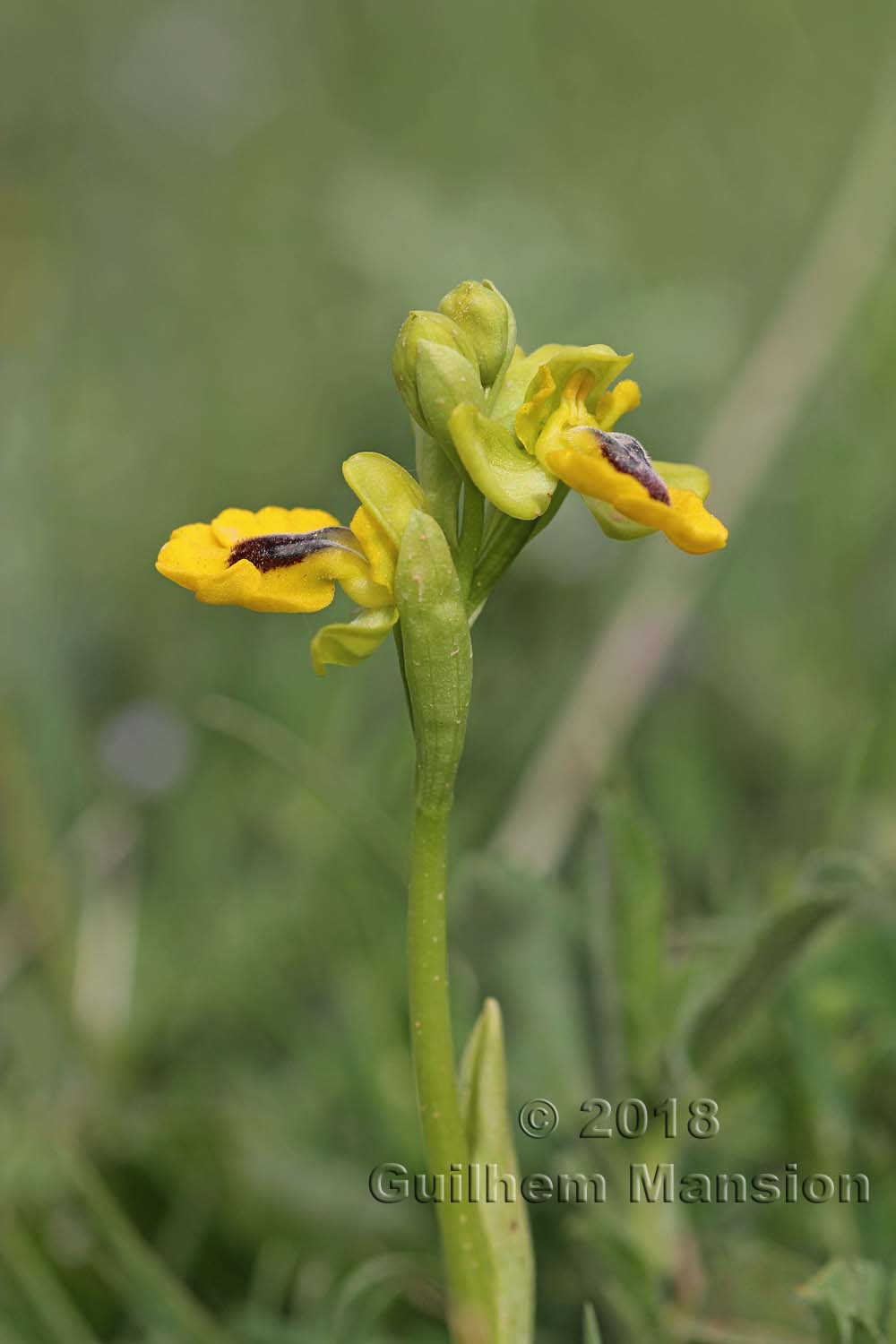 Ophrys lutea