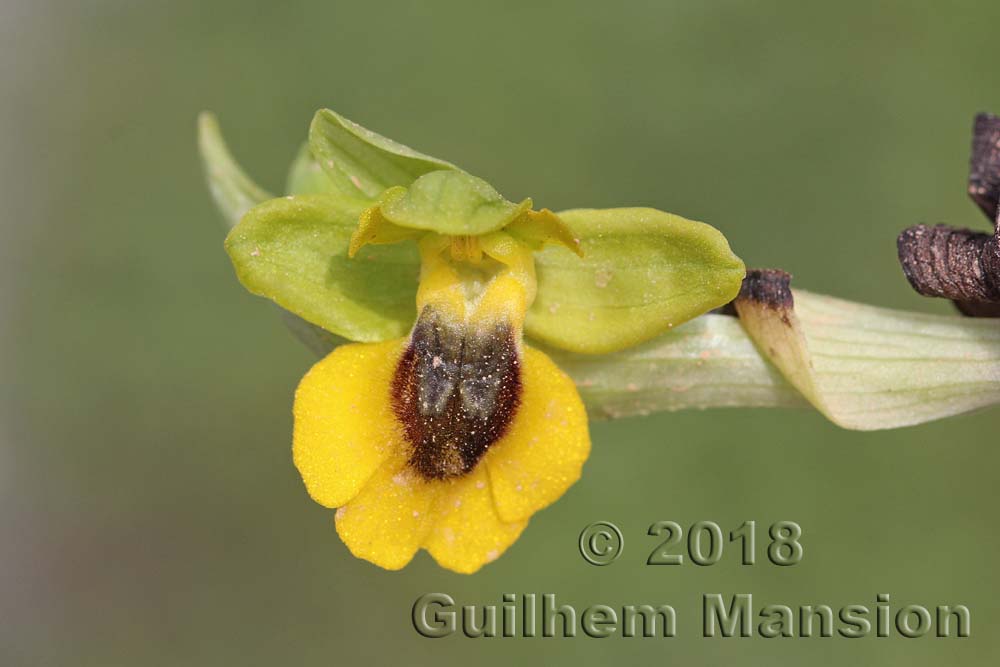 Ophrys lutea