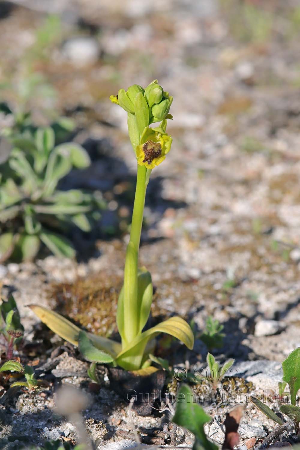 Ophrys lutea subsp. corsica