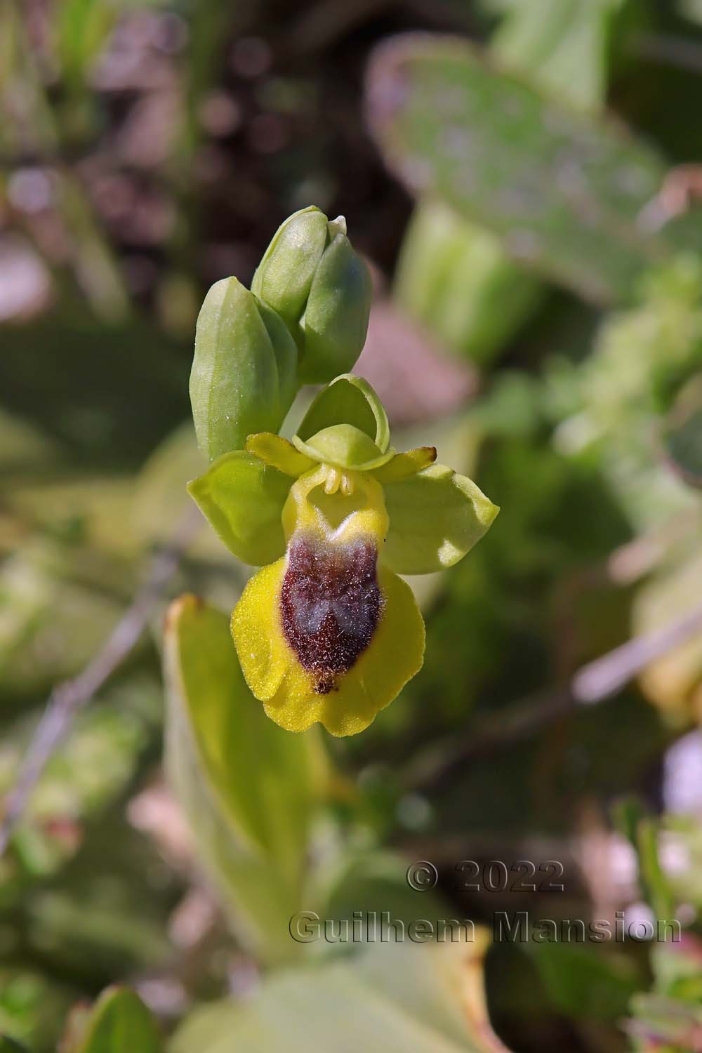 Ophrys lutea subsp. corsica