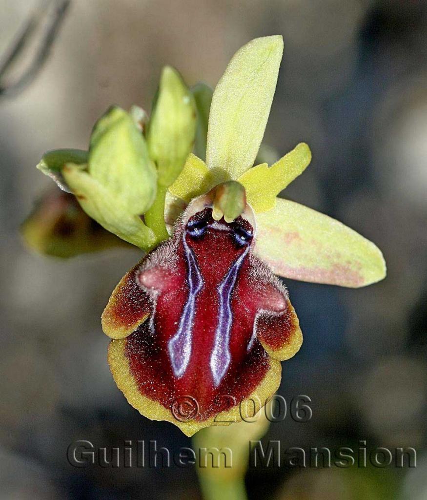 Ophrys mammosa