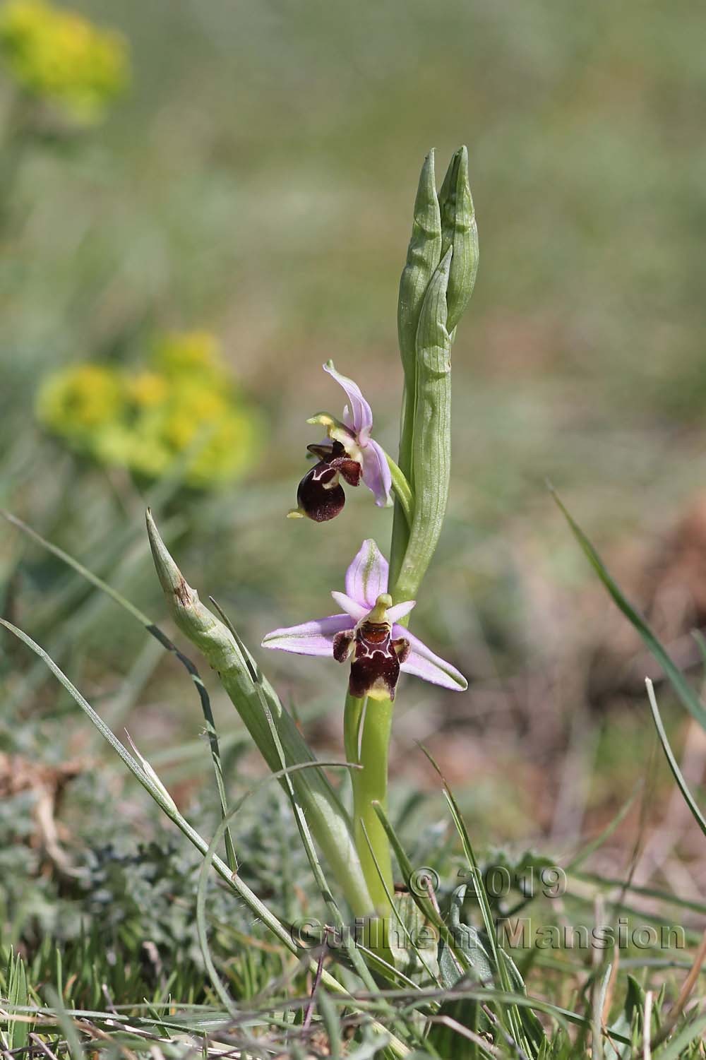 Ophrys scolopax