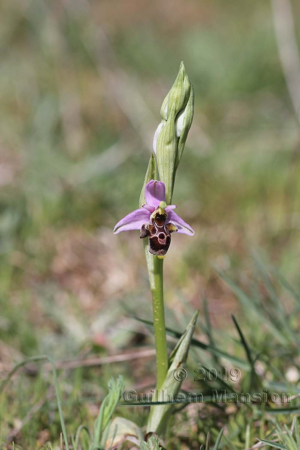 Ophrys scolopax