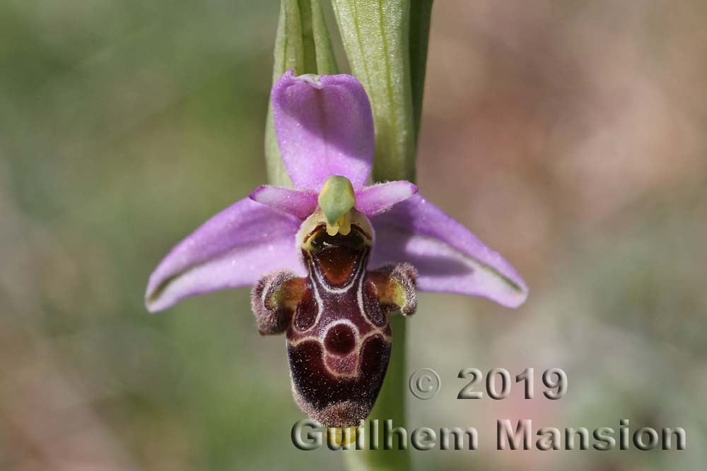 Family - Orchidaceae